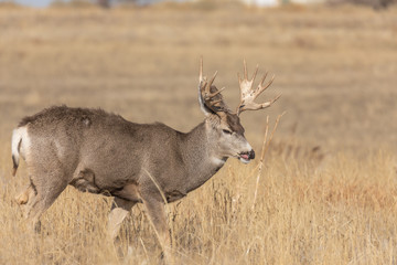 Buck Mule Deer in the Fall Rut in Colorado