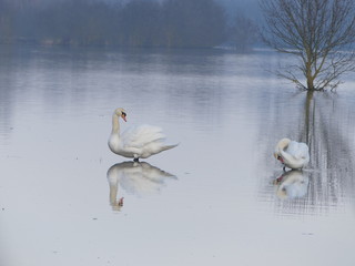inondation la rivi&egrave;re Sa&ocirc;ne en crue