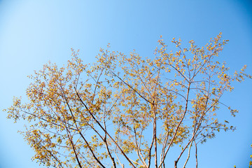 sprout of flower on the outdoor