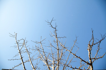 sprout of flower on the outdoor