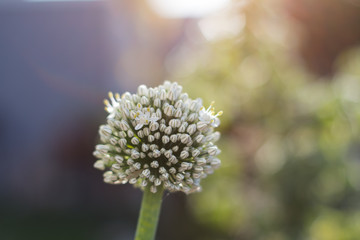 Brown onion plant flower close up.