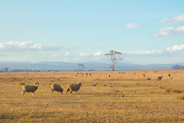 Sheep by the side of the road, in Tasmania.