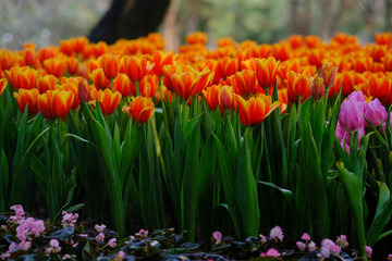 Obraz premium Beautiful orange tulips at Chiang Rai ASEAN Flower Festival 2019