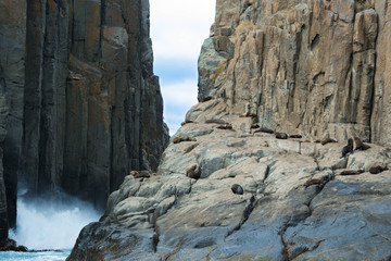 Fototapeta na wymiar Seals by a cliff face, in Tasmania.