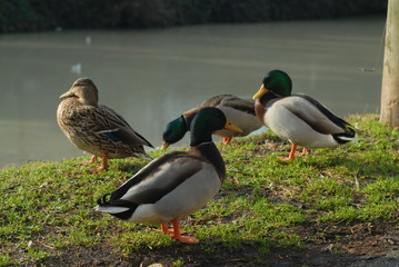 four mallard ducks near the water