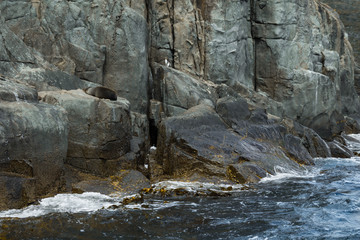 A seal by a cliff face, in Tasmania.
