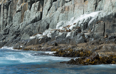Seals by a cliff face, in Tasmania.