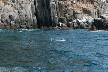 Seals playing in the water, in Tasmania.