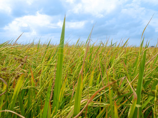 Fototapeta premium Golden rice in rice field with blue sky and white clouds in countryside Thailand.