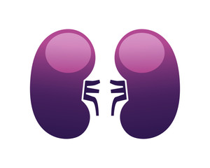 Human internal organs icon illustration