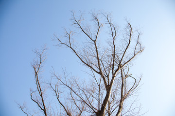 sprout of flower on the outdoor