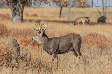 Buck Mule Deer in the Fall Rut in Colorado