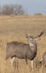 Buck Mule Deer in the Fall Rut in Colorado