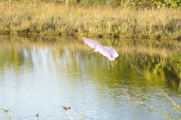 A peaceful walk into our local nature preserve