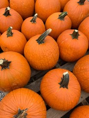 pumpkins for sale at market
