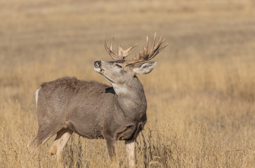 Buck Mule Deer in the Fall Rut in Colorado