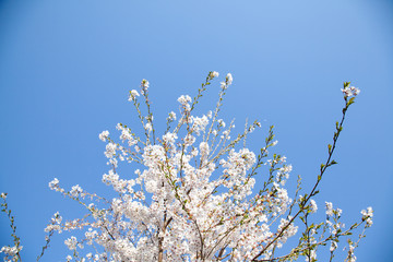 Cherry Blossom… like a snow