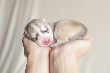 newborn husky puppy lies on a female hands on a neutral background