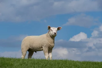 Foto auf Leinwand Schafe auf dem Deich © maaike