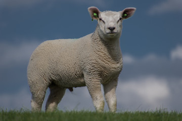 schapen op de dijk