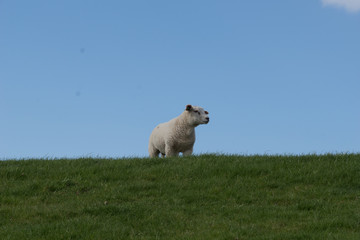 Fototapeta premium schapen op de dijk