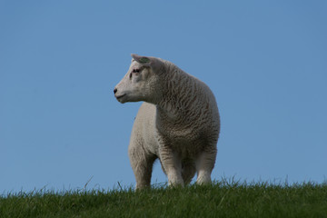 schapen op de dijk