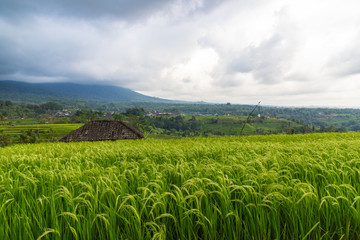 Fototapeta premium Jatiluwih Rice Terrace on a cloudy day. A UNESCO Heritage Site in Bali, Indonesia.