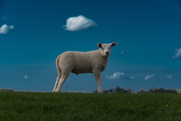 Fototapeta premium schapen op de dijk