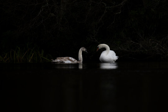 mute swan, adult and sygnet, Cygnus olor, reflection on a pond against a dark background during winter/December in Scotland.