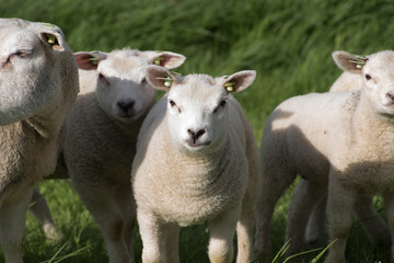 Obraz na płótnie Canvas schapen op de dijk