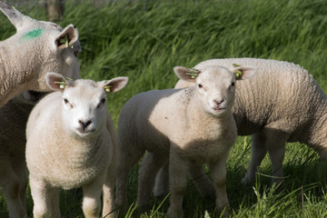 schapen op de dijk