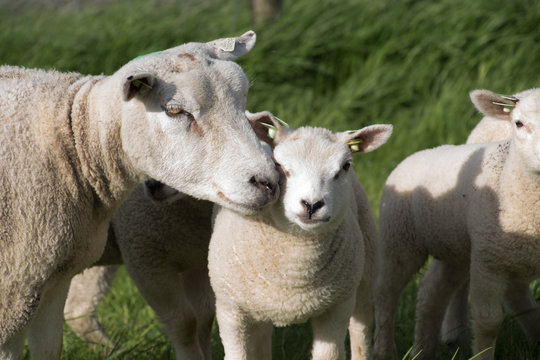 schapen op de dijk