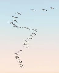 Wall murals Blue Snow geese migration in S curve formation at Bosque del Apache National Wildlife Refuge in New Mexico