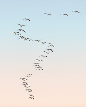 Snow geese migration in S curve formation at Bosque del Apache National Wildlife Refuge in New Mexico