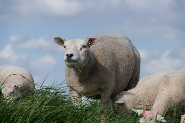 schapen op de dijk