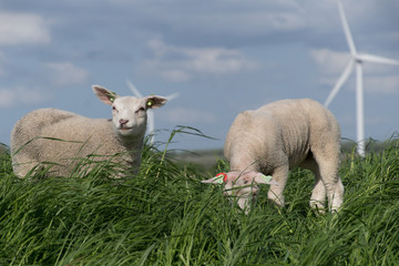 schapen op de dijk