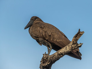 Hammerkop roosting in the evening light, Lake Baringo, Kenya