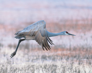 Sandhill crane in flight over marsh at sunrise at Bosque del Apache National Wildlife Refuge in New Mexico