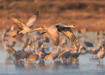 Two sandhill cranes in flight over pond at Bosque del Apache National Wildlife Refuge in New Mexico