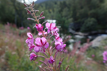 Nice purple wild flowers blossom macro on river bank in mountains sunny close-up background