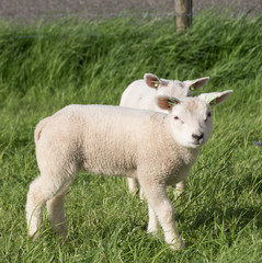 schapen op de dijk