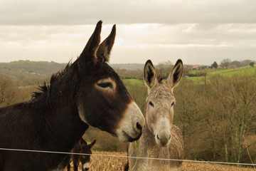 Anes grands et petits dans leur champ en train de paître dans la campagne béarnaise dans les...