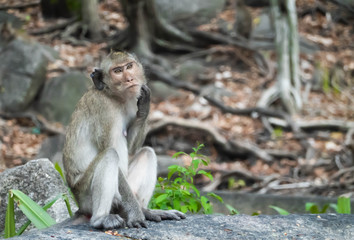 Wild animal, monkey in natural posture looking at camera