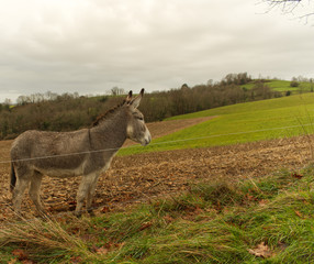 Anes grands et petits dans leur champ en train de paître dans la campagne béarnaise dans les...