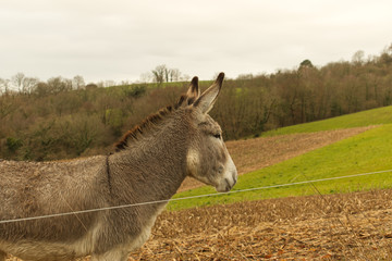 Anes grands et petits dans leur champ en train de paître dans la campagne béarnaise dans les...