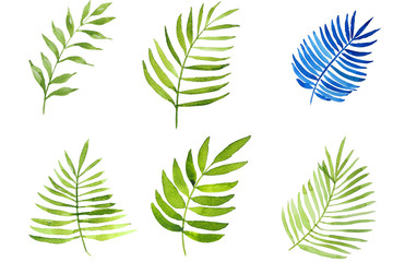 watercolor painting leaves set isolated and pathed on white background. leaves are long green and blue.