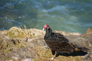 Turkey Vulture. Living in Cuba Turkey Vulture eat carrion