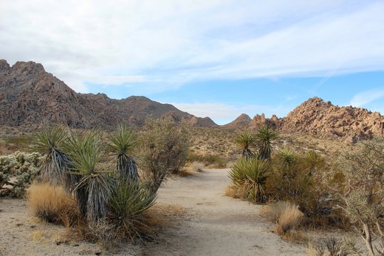 A hike beginning at Indian Cove Trailhead gives the opportunity to travel on foot through unspoiled Southern Mojave Desert ecology, and imagine the ways of Indigenous People.