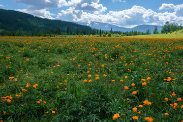 Mountain meadow with orange flowers: Trollius asiaticus. Mountain range and clouds, summer day, Altai.