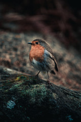 Robin on a rock